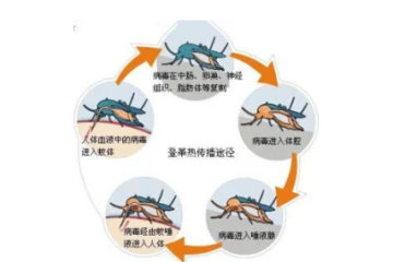 防控登革热，这些知识你要知道