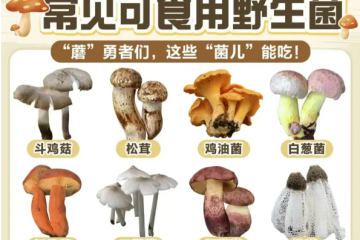 “慎食野生菌，远离毒蘑菇”预防野生菌中毒知识宣传